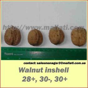 Walnut  in snshell 28+.30-. 30+